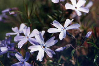 Phlox subulata 'Oakington blue eyes'